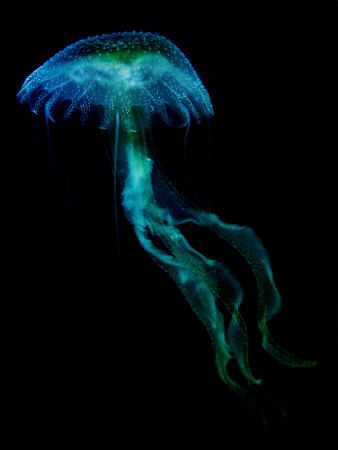 A Jelly swims by at dusk. Casio exilim zx 1200 by Andrew Macleod 