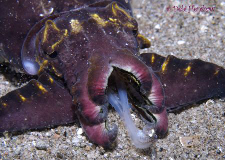 "Gotcha" Pfeffer's Flamboyant Cuttlefish striking and cat... by Debi Henshaw 