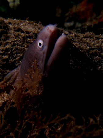 eel by Bernard Maglana 