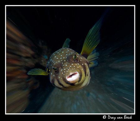 Puffer at warpspeed... by Dray Van Beeck 