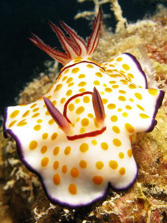 Ringed Chromodoris posing on the Rosalie Moller. (Canon G... by James Dawson 