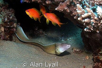 Peppered moray, anthias (and a hermit crab...) by Alan Lyall 