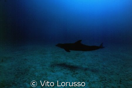 Dolphins by Vito Lorusso 