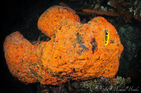 Big fish or sponge? by Michael Henke 