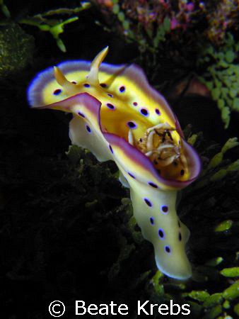 Chromodoris  taken at Wakatobi with Canon S70 and CloseUp... by Beate Krebs 