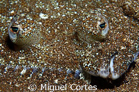 Eyes in the sand. by Miguel Cortes 
