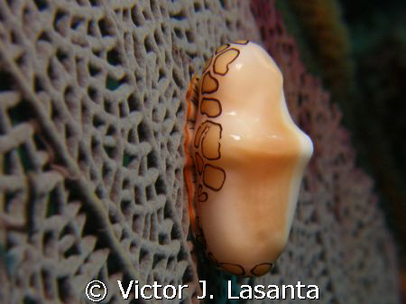 close -up -flamingo tongue at falling rock dive site in p... by Victor J. Lasanta 