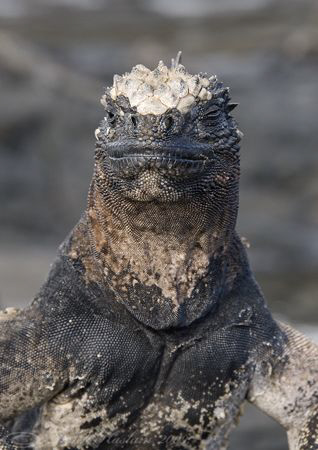 Marine Iguana. Galapagos. S5PRO, 18-200mm. by Derek Haslam 