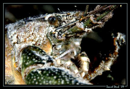 Crayfish in Rivaz, lake Geneva by Daniel Strub 