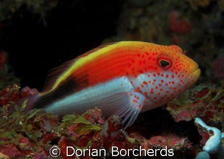 Freckled Hawkfish by Dorian Borcherds 