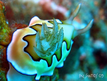 Chromodoris Coi Gills by Paz Maria De Vera-Santos 