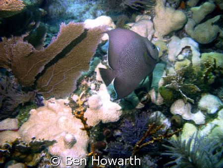 Angelfish i caught off the coast of key largo, FL by Ben Howarth 