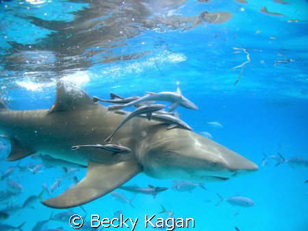 A Lemon shark cruises near the surface with a bunch of hi... by Becky Kagan 