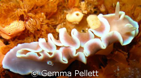Nudi..... Found at whittle, False Bay by Gemma Pellett 