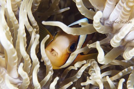" Doomed" Anemonefish with a parasite in its throat which... by Debi Henshaw 