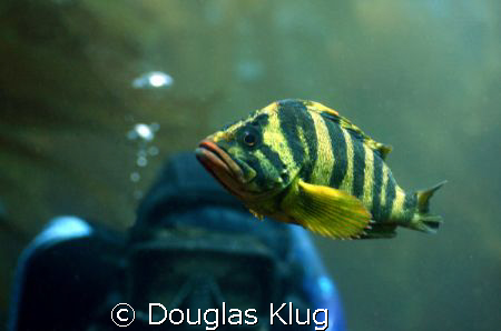 Tamara and the Treefish.

A colorful Treefish and a div... by Douglas Klug 