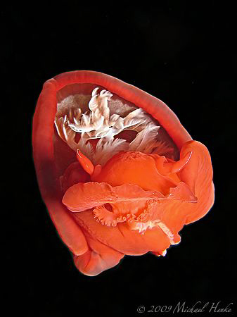 Hexabranchus sanguineus - Canon G7, Ikelite, DS 125 by Michael Henke 
