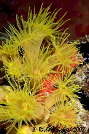 Orange cup coral on Sankinsan Maru -Chuuk Lagoon by Richard Goluch 