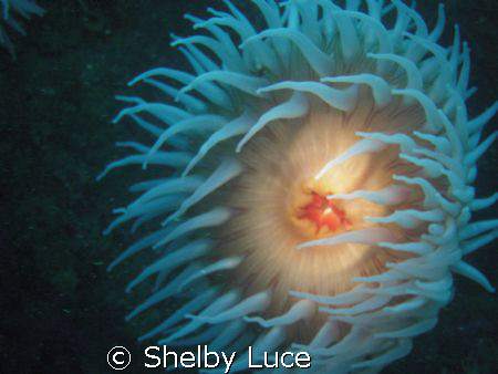 This is a enenamy and I took this photo in Point Lobos, C... by Shelby Luce 
