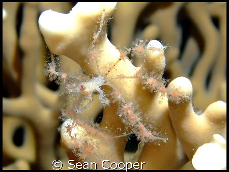 Spider crab by Sean Cooper 