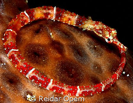 Pipefish by Reidar Opem 
