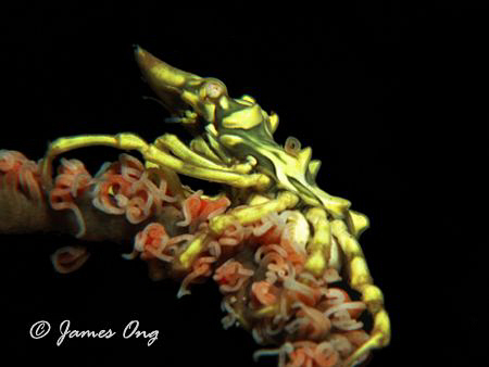 Taken in Anilao. Canon G10 with Inon D2000. by James Ong 