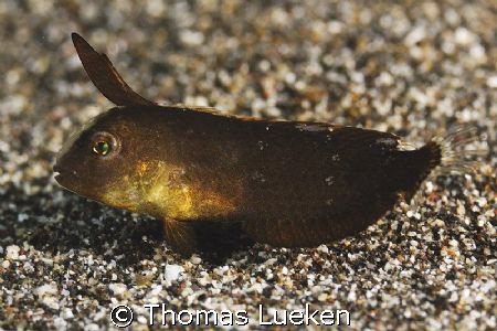 found in Lembeh; D200 by Thomas Lueken 