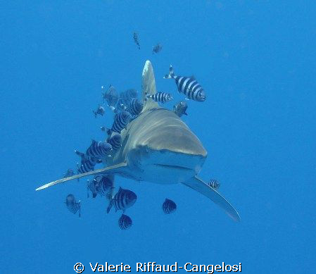 Never have been so close! by Valerie Riffaud-Cangelosi 