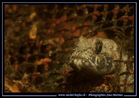 A small Gobie in the "Etang de Thau"... Que du Bonheur...... by Michel Lonfat 