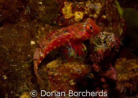 Dragonet with beautiful fins by Dorian Borcherds 