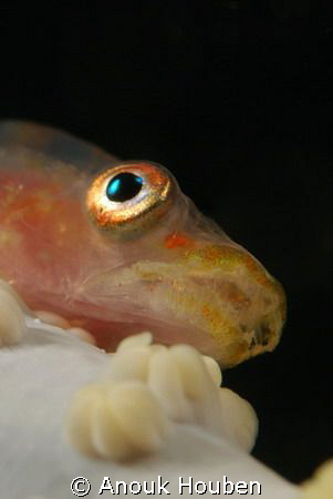 Whip coral goby. Picture taken on the second reef off Neg... by Anouk Houben 