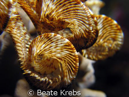 Feather star on a nightdive at Wakatobi , taken with Cano... by Beate Krebs 
