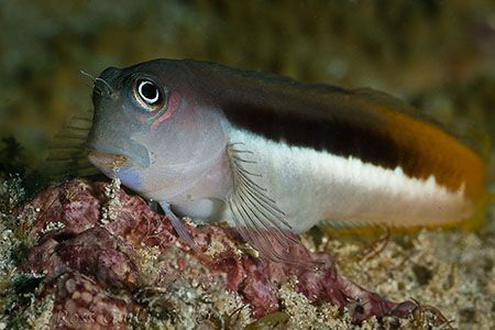 Go away and come back after I'm done eating!  Ningaloo Re... by Ross Gudgeon 
