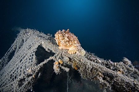 scorpionfish on sundeck by Miro Polensek 