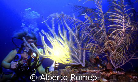 GIRLDIVER WITH GORGONIANS. 
Nikonos 15 mm, Ikelite strob... by Alberto Romeo 