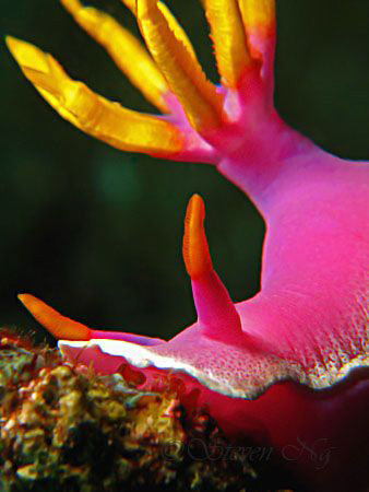 The King with its Royal Crown....
Canon G10, Twin Inon M... by Ng Steven 