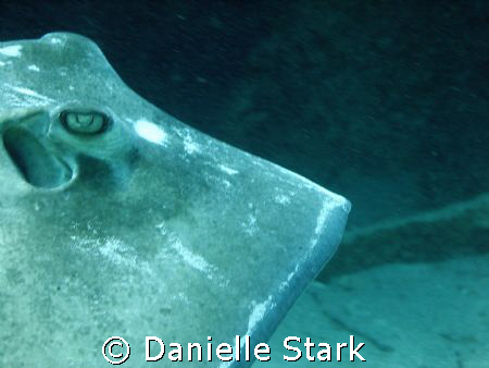 i had been photographing this guy as he lay in the sand w... by Danielle Stark 