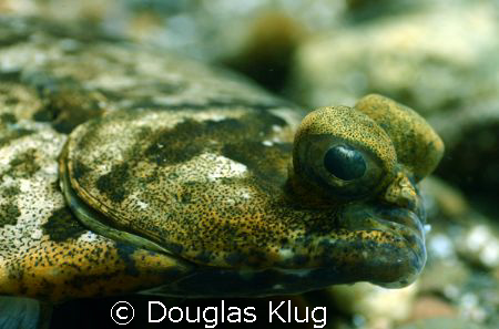 Turbot on the rocks.
A Turbot conceals itself against th... by Douglas Klug 