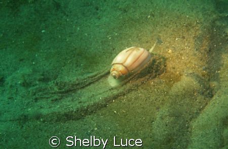 I was sitting on bottom of ocean fixing some equipment wh... by Shelby Luce 