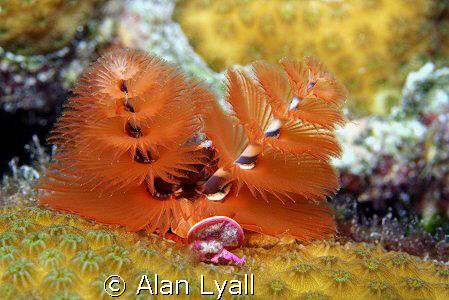Christmas Tree worm by Alan Lyall 