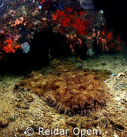 Tasselled wobbegong (Eucrossorhinus dasypogon)
 by Reidar Opem 