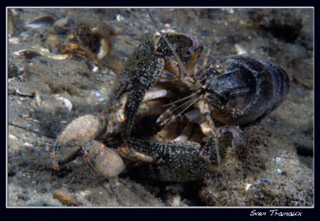 Mating crays, Geneva's lake is hot! by Sven Tramaux 