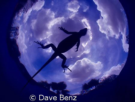Unbelievable...I was cleaning my photo equipment at the p... by Dave Benz 
