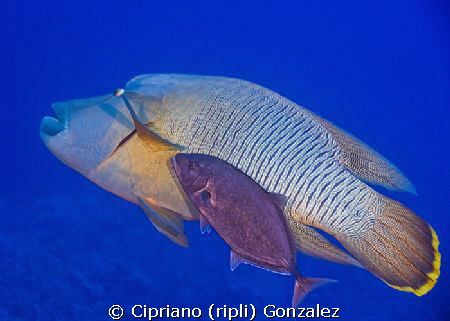 The strange couple. They were at 40 meters, allways toget... by Cipriano (ripli) Gonzalez 
