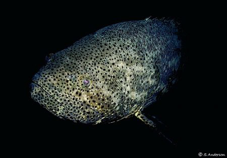 The Goliath Grouper. This fish seems prehistoric. A trip ... by Steven Anderson 