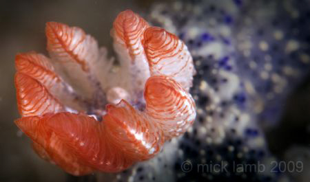 Close up of the branchia belonging to a local hypselodori... by Reb Fallon 