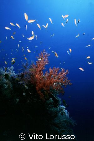 Corals - Dendronephthya Sp. by Vito Lorusso 