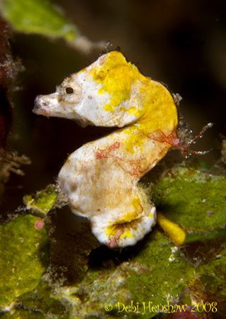 Pontohi Pygmy Seahorse taken in Lembeh D200 60mm plus x 4... by Debi Henshaw 