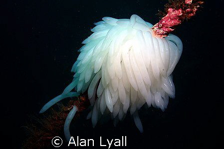 Squid eggs on a rope... by Alan Lyall 