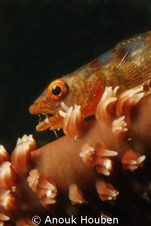 Whip coral goby. Picture taken on the second reef off Neg... by Anouk Houben 